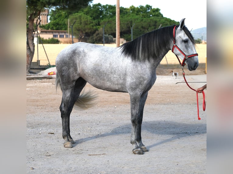 PRE Mix Mare 4 years 16,2 hh Grey in Hamburg