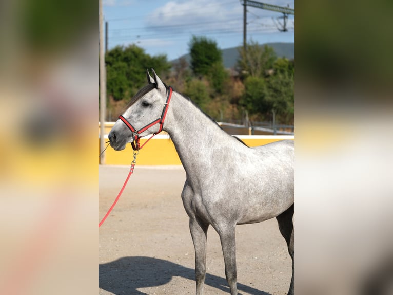 PRE Mix Mare 4 years 16,2 hh Grey in Hamburg