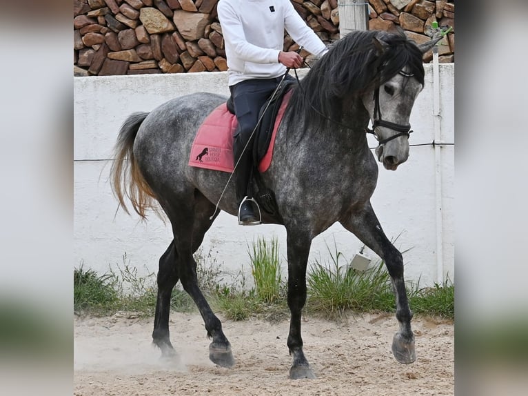 PRE Mix Mare 4 years 16,2 hh Grey in Menorca