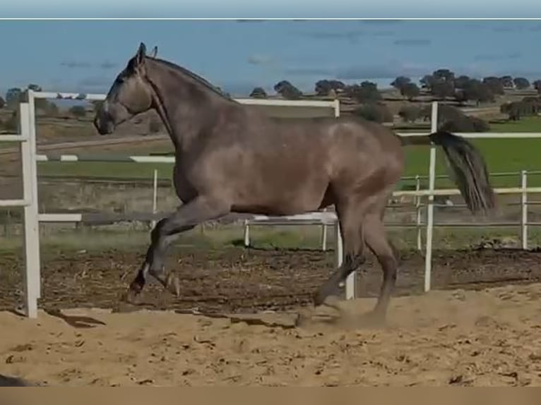 PRE Mare 4 years 17,1 hh Grey-Fleabitten in Navalvillar De Pela