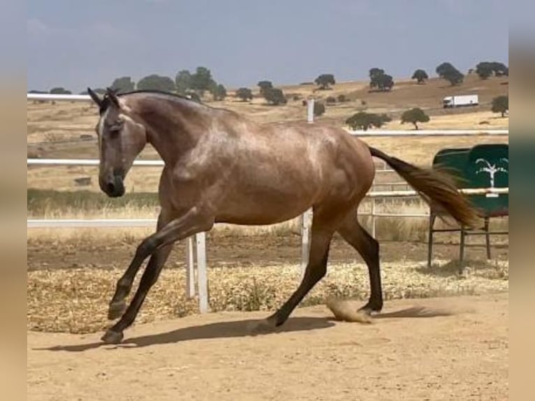 PRE Mare 4 years 17,1 hh Grey-Fleabitten in Navalvillar De Pela