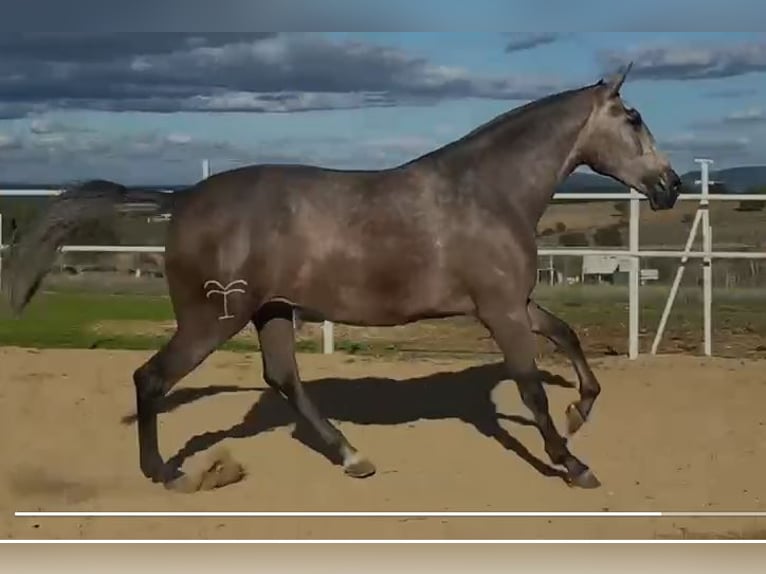 PRE Mare 4 years 17,1 hh Grey-Fleabitten in Navalvillar De Pela