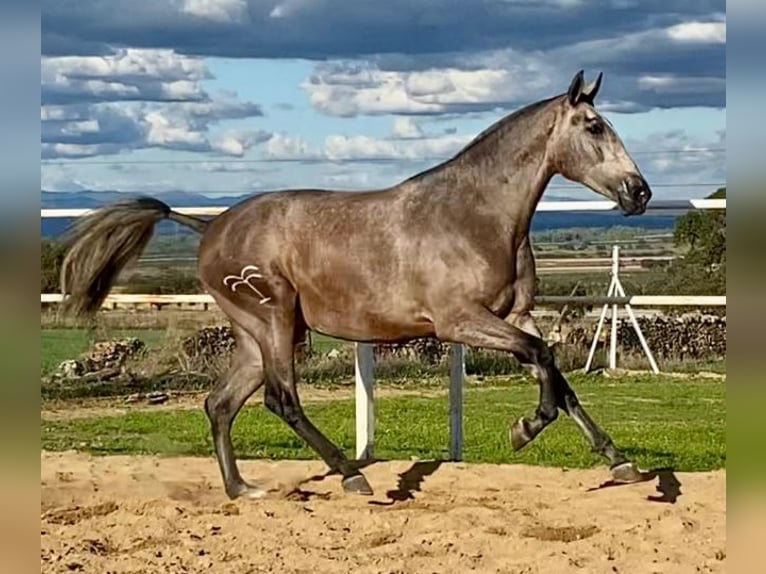 PRE Mare 4 years 17,1 hh Grey-Fleabitten in Navalvillar De Pela