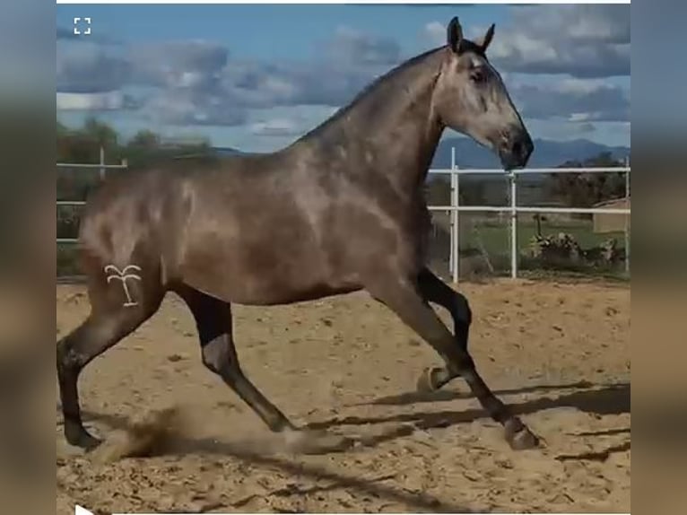 PRE Mare 4 years 17,1 hh Grey-Fleabitten in Navalvillar De Pela