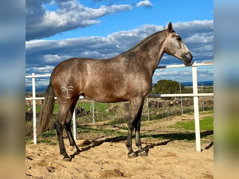 PRE Mare 4 years 17,1 hh Grey-Fleabitten in Navalvillar De Pela