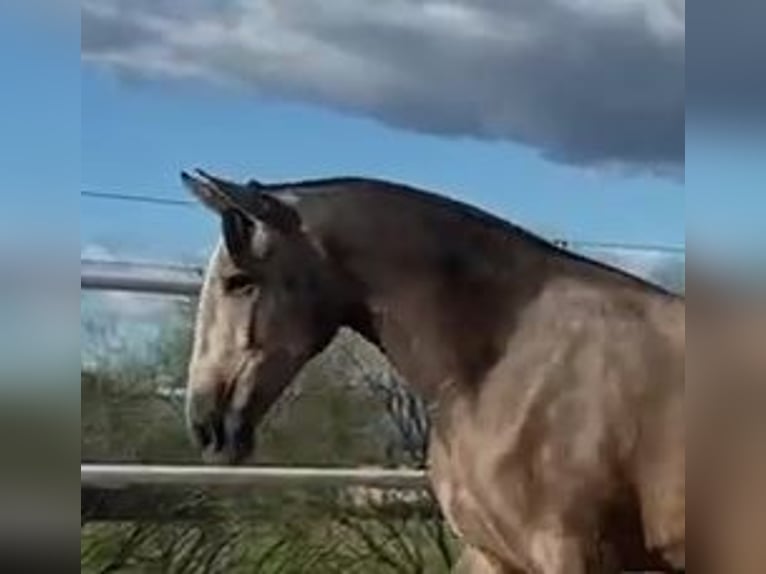 PRE Mare 4 years 17,1 hh Grey-Fleabitten in Navalvillar De Pela