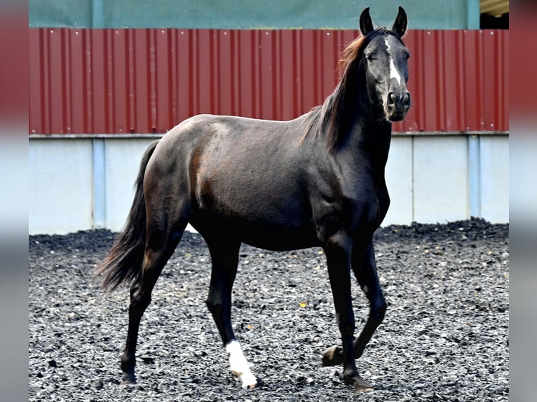 PRE Mare 4 years Black in Klettgau