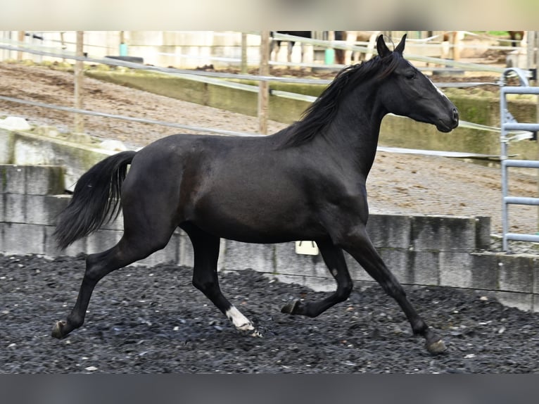 PRE Mare 4 years Black in Klettgau