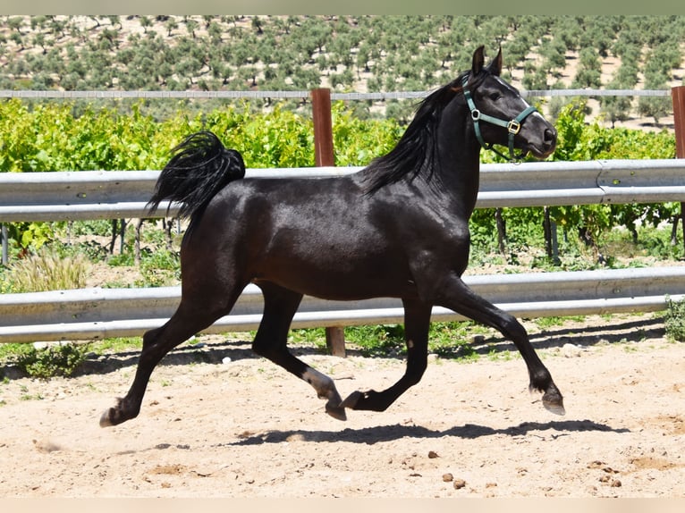 PRE Mare 4 years Black in Klettgau