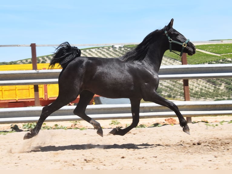 PRE Mare 4 years Black in Klettgau