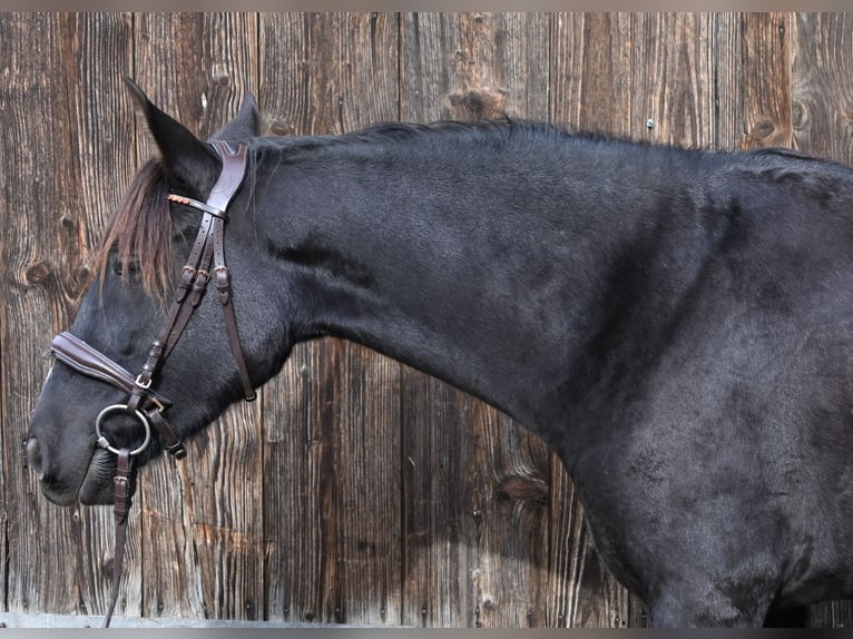 PRE Mare 4 years Black in Klettgau