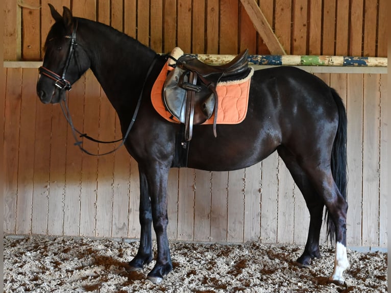 PRE Mare 4 years Black in Klettgau