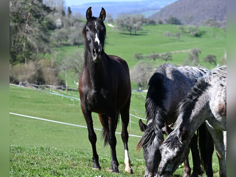 PRE Mare 4 years Black in Klettgau