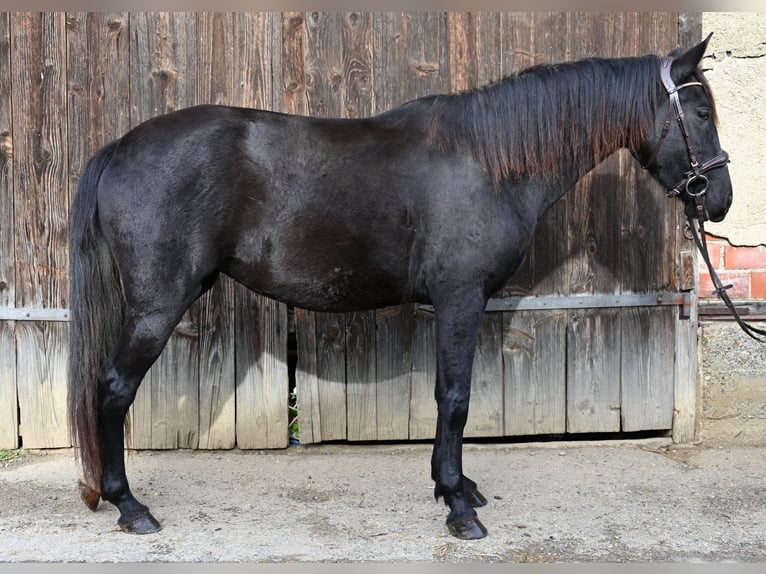 PRE Mare 4 years Black in Klettgau
