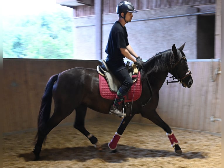 PRE Mare 4 years Black in Klettgau