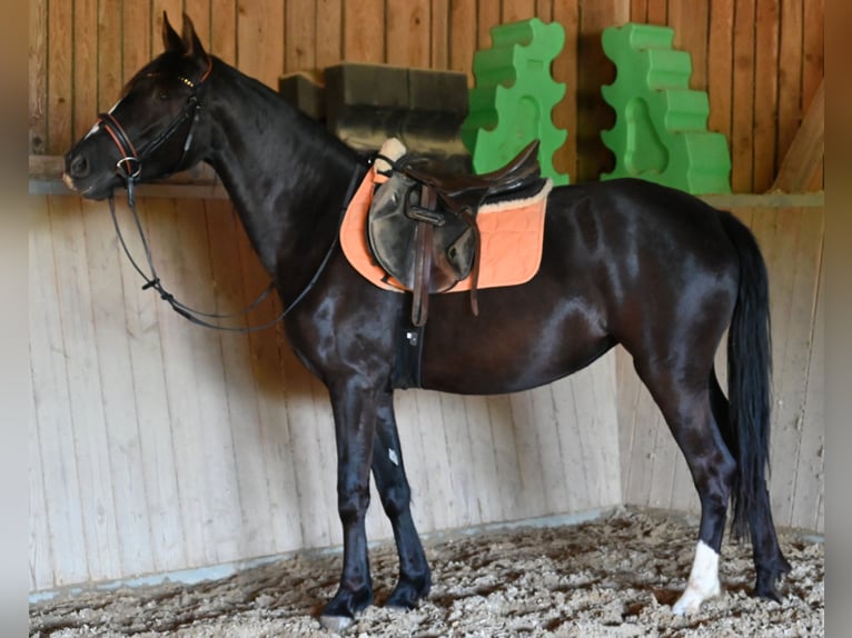 PRE Mare 4 years Black in Klettgau