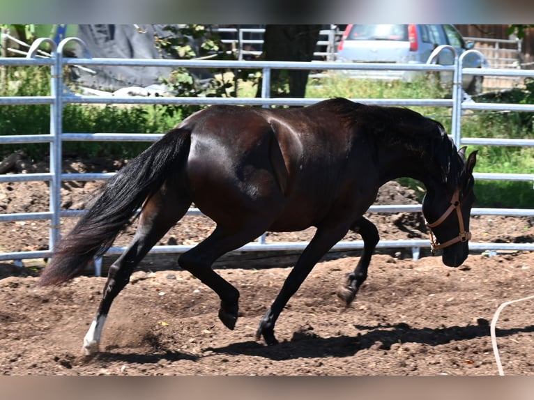 PRE Mare 4 years Black in Klettgau