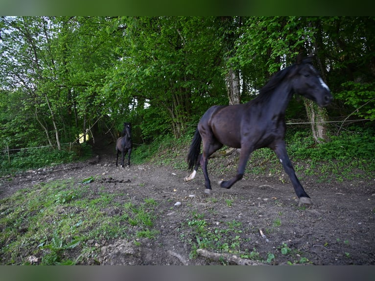 PRE Mare 4 years Black in Klettgau