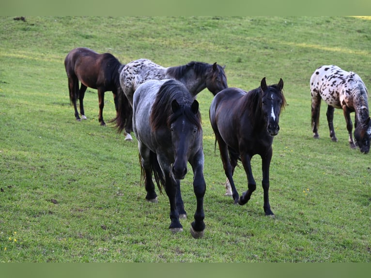 PRE Mare 4 years Black in Klettgau