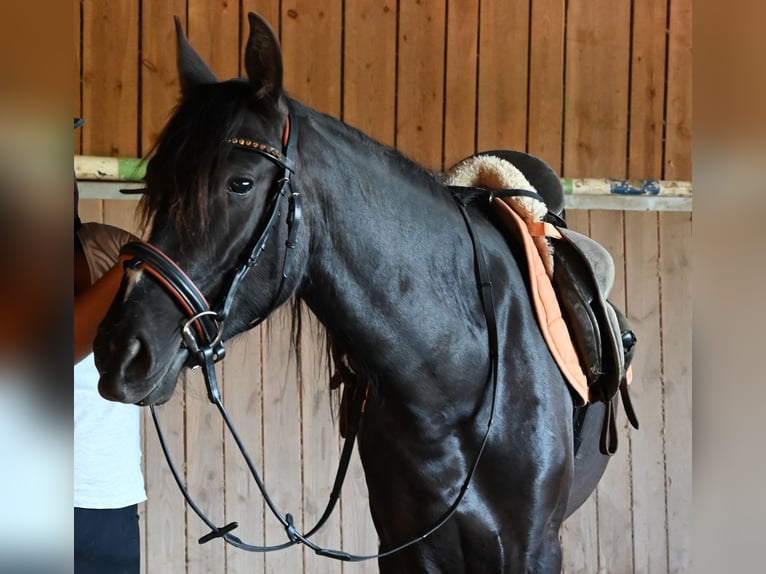 PRE Mare 4 years Black in Klettgau