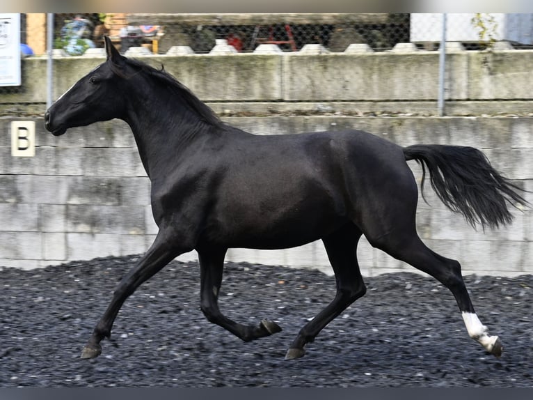 PRE Mare 4 years Black in Klettgau