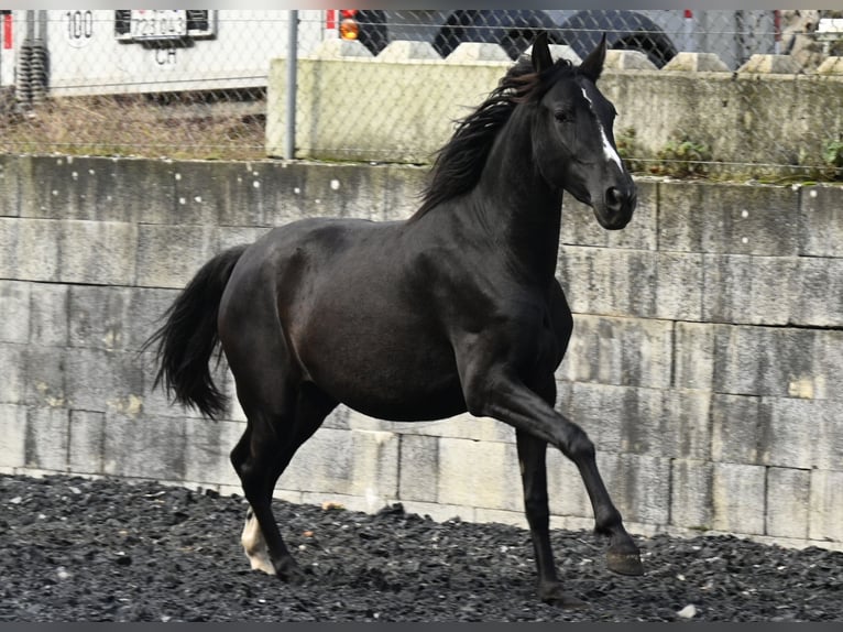 PRE Mare 4 years Black in Klettgau