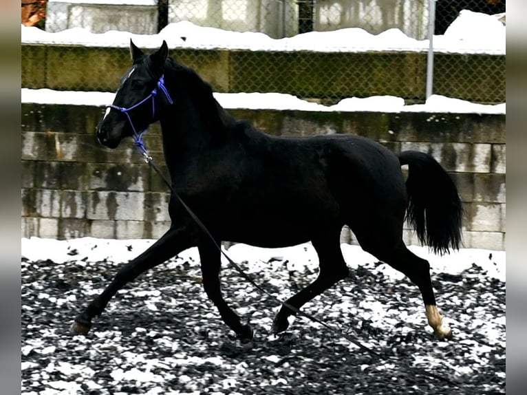 PRE Mare 4 years Black in Küssaberg