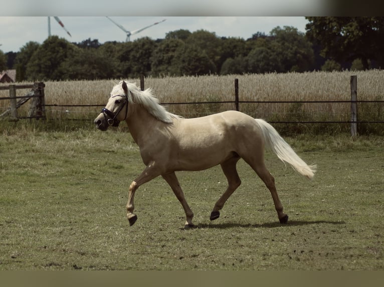 PRE Mix Mare 5 years 13,1 hh Palomino in Coesfeld