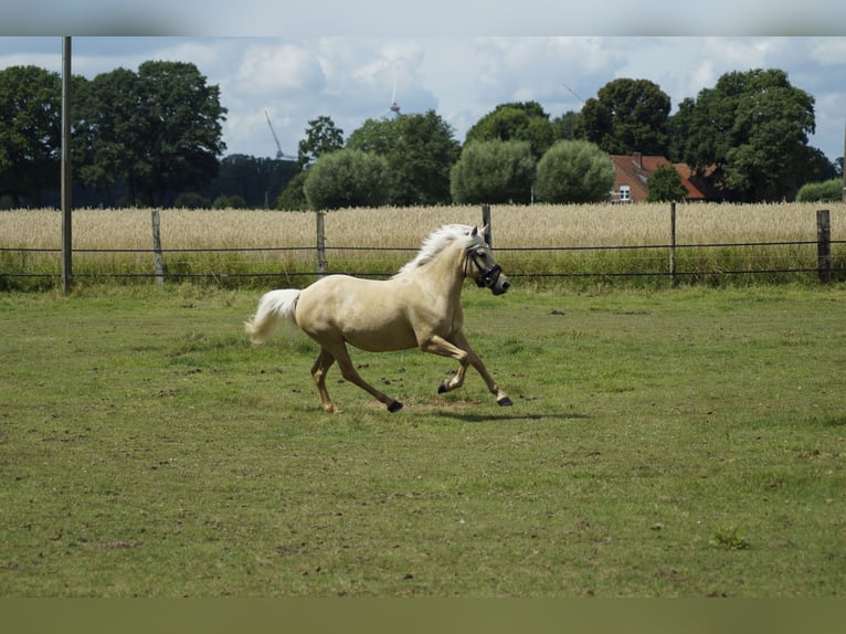PRE Mix Mare 5 years 13,1 hh Palomino in Coesfeld