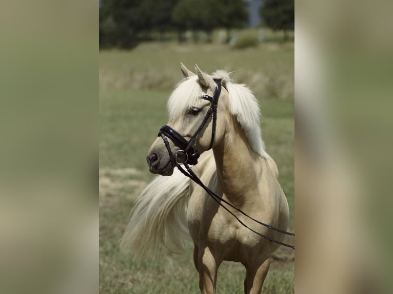 PRE Mix Mare 5 years 13,1 hh Palomino in Coesfeld