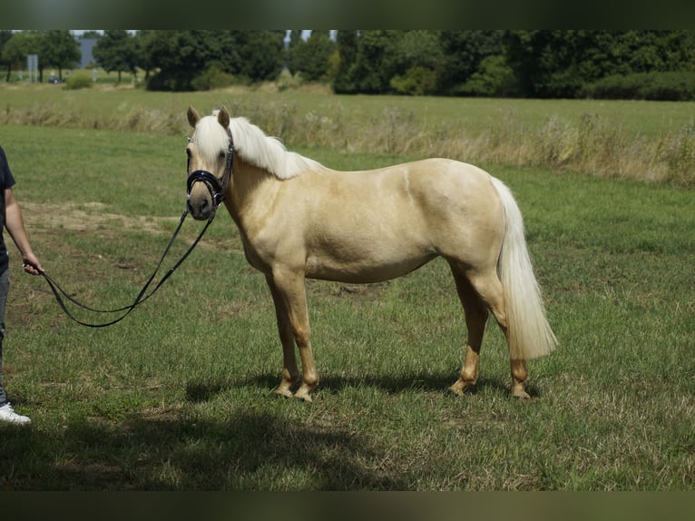 PRE Mix Mare 5 years 13,1 hh Palomino in Coesfeld