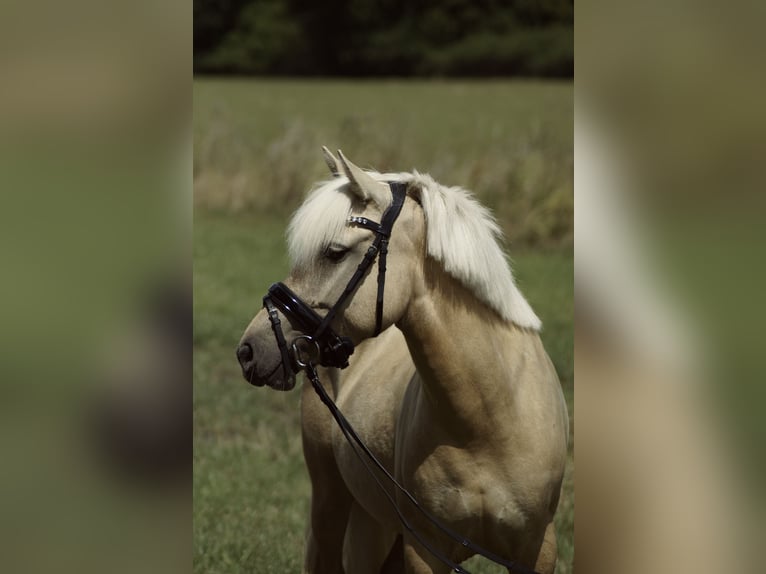 PRE Mix Mare 5 years 13,1 hh Palomino in Coesfeld