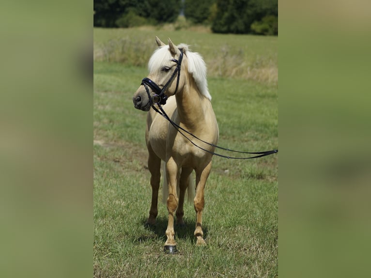 PRE Mix Mare 5 years 13,1 hh Palomino in Coesfeld