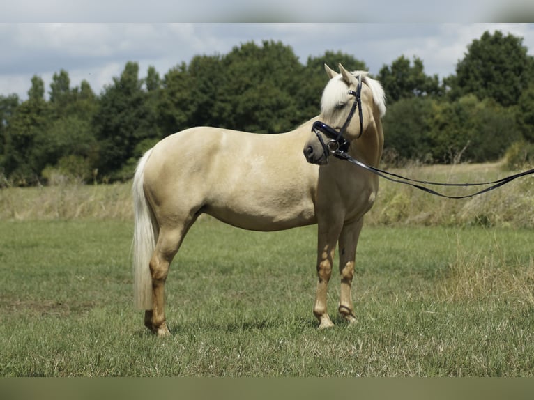 PRE Mix Mare 5 years 13,1 hh Palomino in Coesfeld