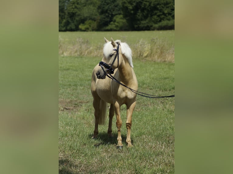 PRE Mix Mare 5 years 13,1 hh Palomino in Coesfeld