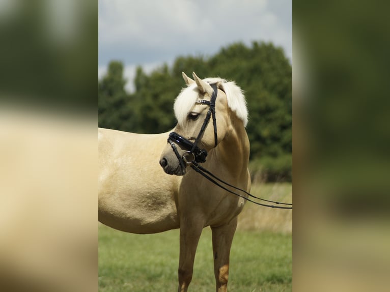 PRE Mix Mare 5 years 13,1 hh Palomino in Coesfeld