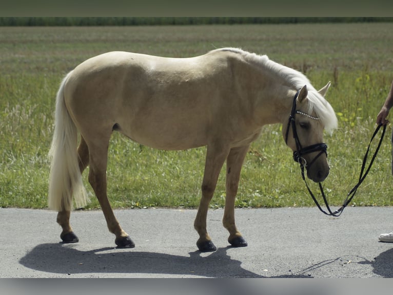 PRE Mix Mare 5 years 13,1 hh Palomino in Coesfeld