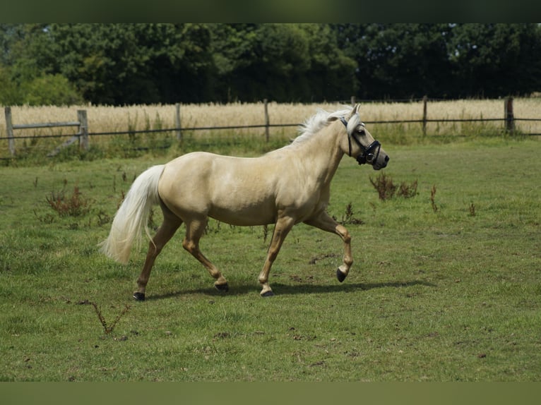 PRE Mix Mare 5 years 13,1 hh Palomino in Coesfeld
