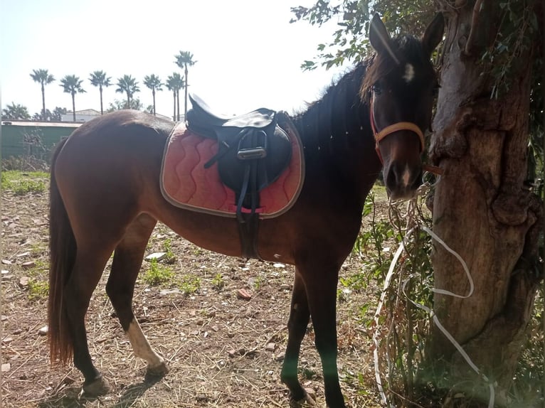 PRE Mix Mare 5 years 14,2 hh Brown in Hamburg