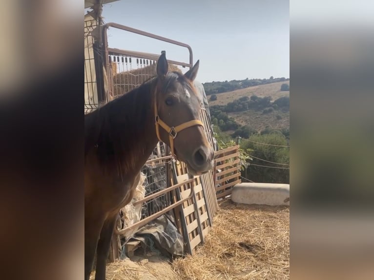 PRE Mix Mare 5 years 14,2 hh Brown in Hamburg