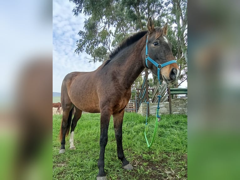 PRE Mix Mare 5 years 14,2 hh Brown in Hamburg