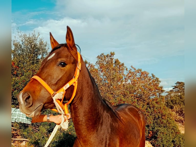 PRE Mix Mare 5 years 14,2 hh Brown in Hamburg