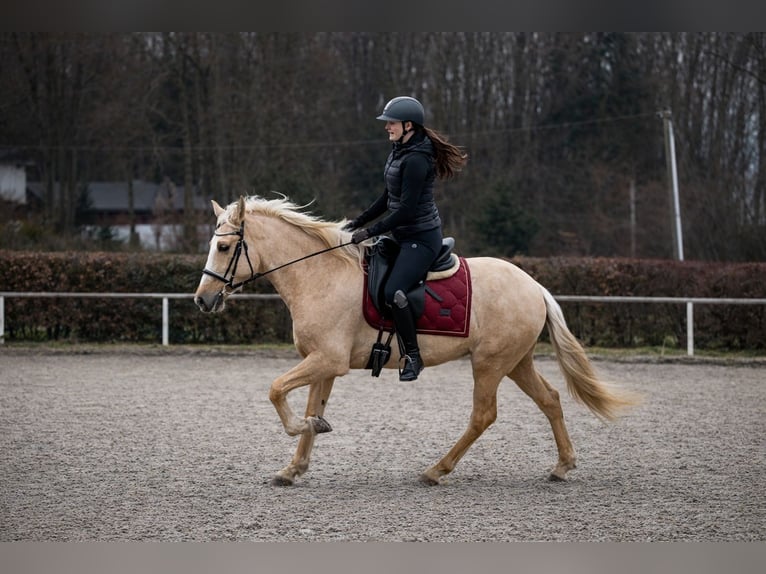 PRE Mare 5 years 14.2 hh Palomino in Neustadt (Wied)