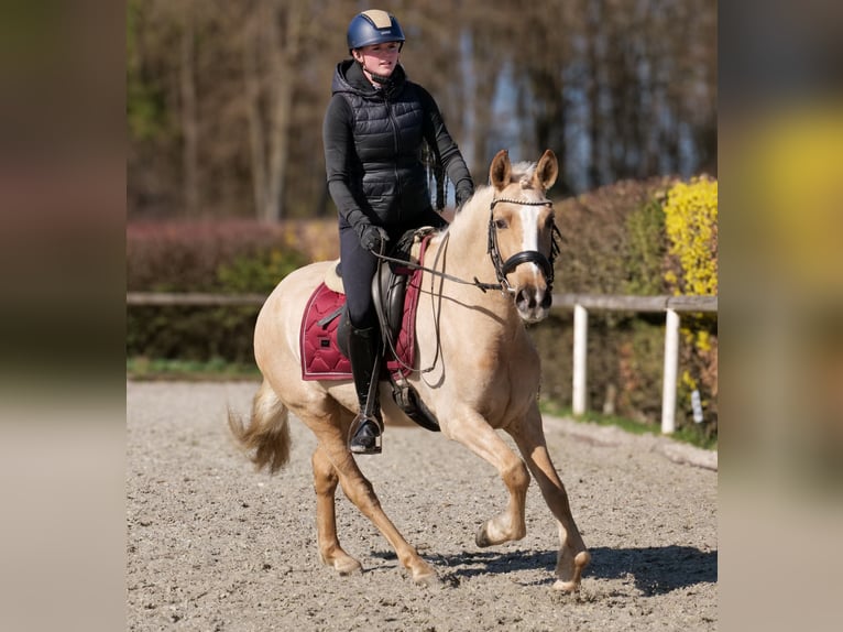 PRE Mix Mare 5 years 14,2 hh Palomino in Neustadt (Wied)