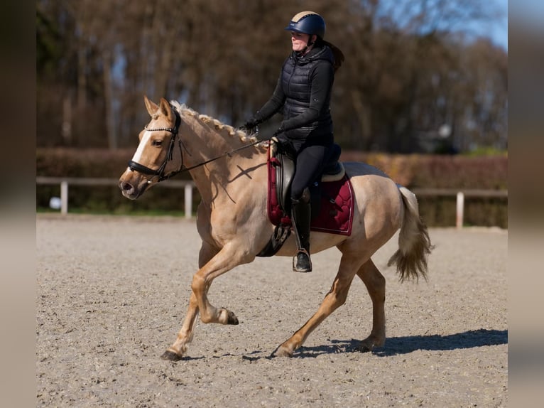 PRE Mix Mare 5 years 14,2 hh Palomino in Neustadt (Wied)