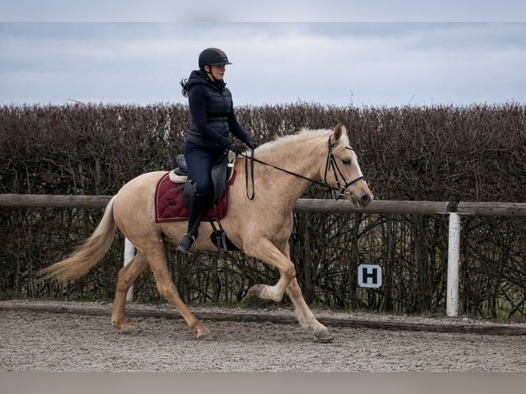 PRE Mix Mare 5 years 14,2 hh Palomino in Neustadt (Wied)
