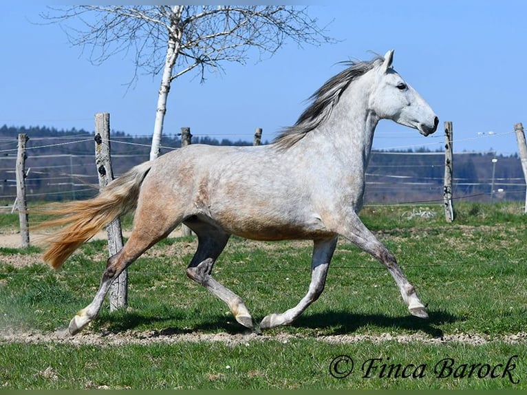PRE Mare 5 years 14,3 hh Gray in Wiebelsheim