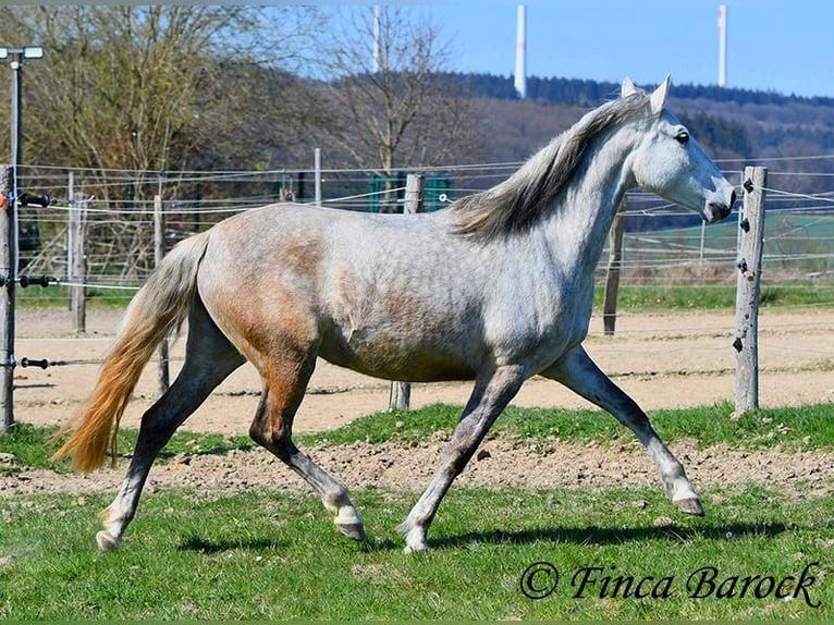 PRE Mare 5 years 14,3 hh Gray in Wiebelsheim