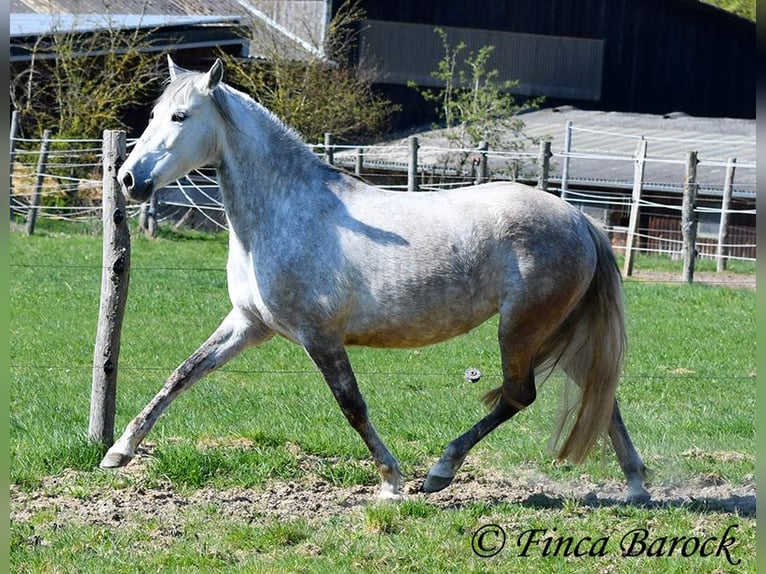 PRE Mare 5 years 14,3 hh Gray in Wiebelsheim