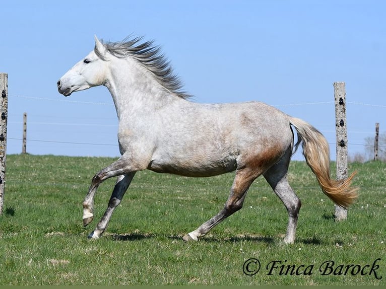 PRE Mare 5 years 14,3 hh Gray in Wiebelsheim